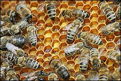 Honigbienen auf einer Wabe