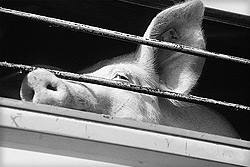 deportiertes Schwein