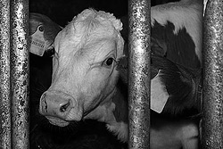 tote Schweine außerhalb des Schlachthofes