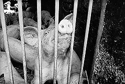 arrestiertes Schwein