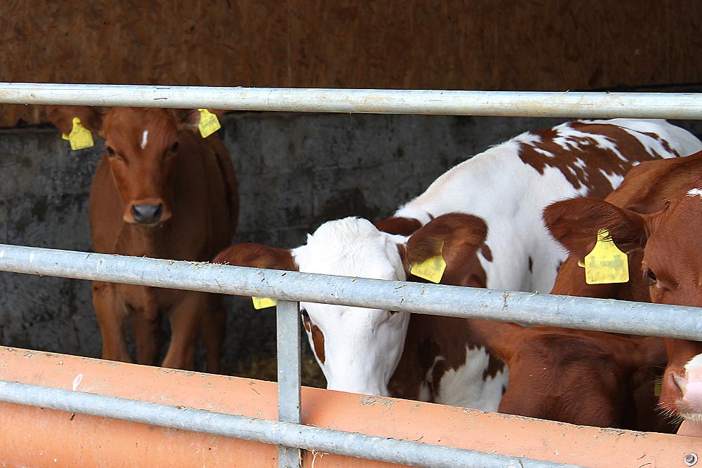 soylent-network - Kälber Kalb Schwein Steak Fleisch Haltung ...